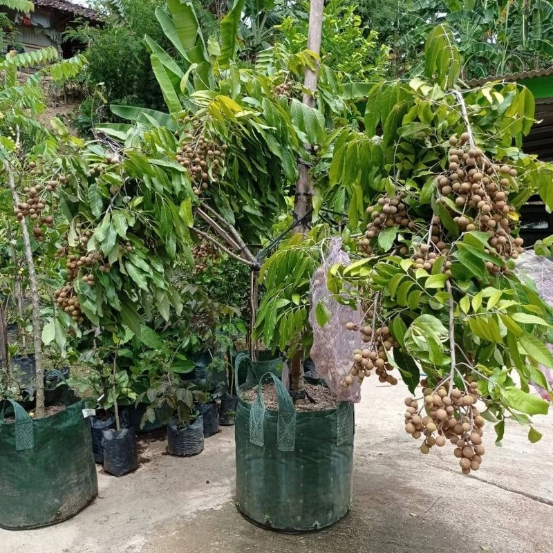 Bibit Kelengkeng Kristal Super Genjah