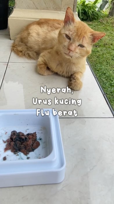 Seneng makin sembuh sehat #kucing #flukucing #GratisOngkirRP0 #ViralDiShopeeVideo #RacunShopee #SpillRacunShopee