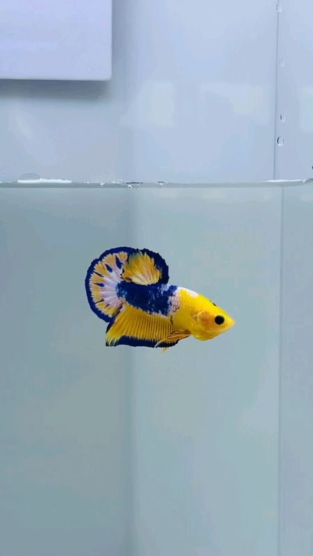 ikan cupang fancy yellow #Racun #ShopeeCOD #lebihmurahdishopee #RacunShopee #racunbelanja #GoyangSPayLater #GratisOngkirRPO #RacunShopeeCheck