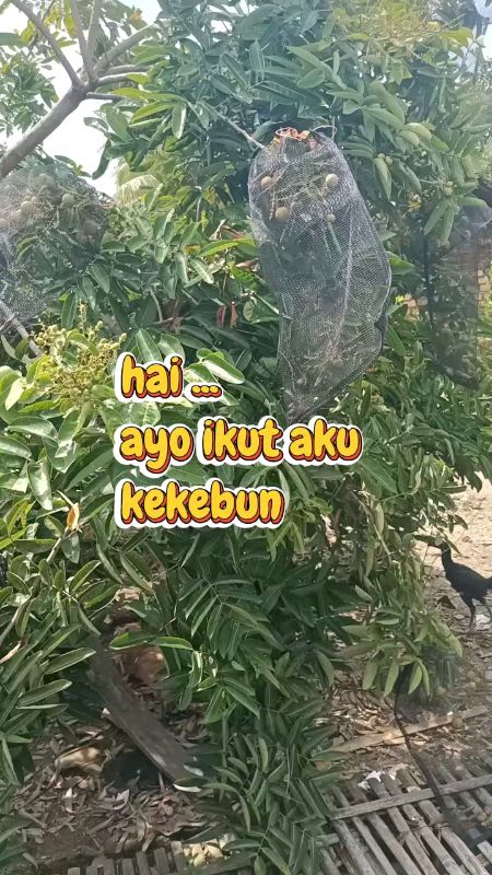 #Diskon70Persen #BelanjaPertamaDiskon100persen #SpillBawaBerkah #racunshopeecheeck #racunshopeevideo #ramdahanxshopee #belisemuadishopee