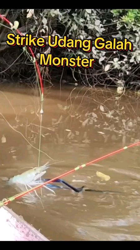 Strike Udang galah monster #udanggalah #mancingudanggalah #mancingmania #maning #mancingliar #fyp #shopeevideo #RacunShopee #GratisOngkirRP0