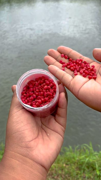 Umpan cacing merah isi 1000 #Cashback50Persen #ViralDiShopeeVideo #Diskon40RB #Diskon50Persen #SpillRacunShopee #ShopeeCOD #RacunShopee