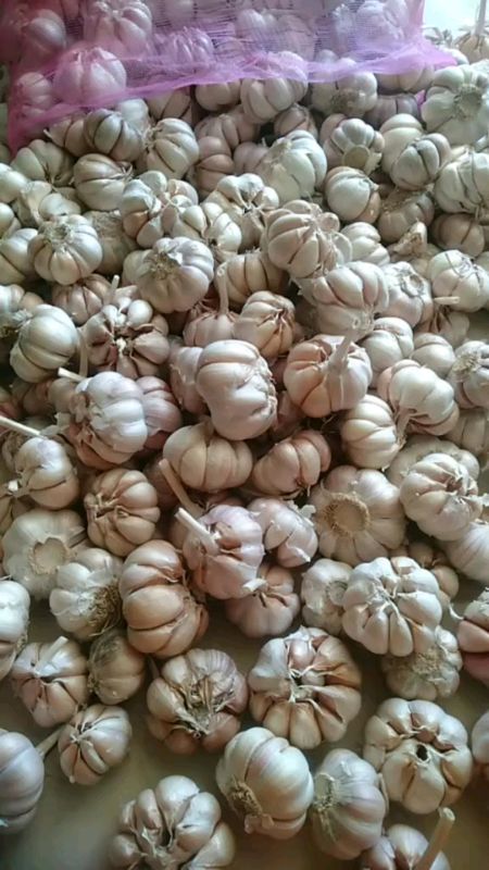 bawang putih#bawang #bawangputih  #promo #DiskonRacunShopee #disconshopeevideo #ViralDiShopeeVideo #ShopeeCOD