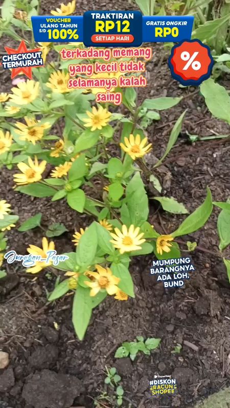 Bibit bunga matahari mini, bagai ribuan bintang#RacunShopee#ShopeeCOD#SpillBawaBerkah#ShopeeLook