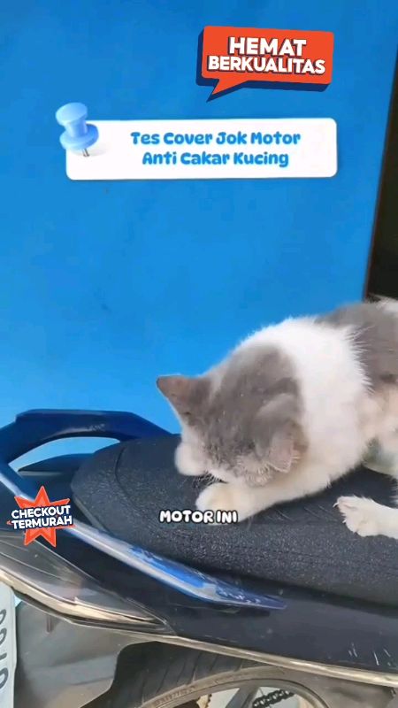 Sarung Jok Motor Anti Cakar Kucing #sarungjokmotor #sarungjok #jokmotorcustom #jokanticakarkucing #jokmotormodifikasi #antiCakarmeong #alasjokkulit