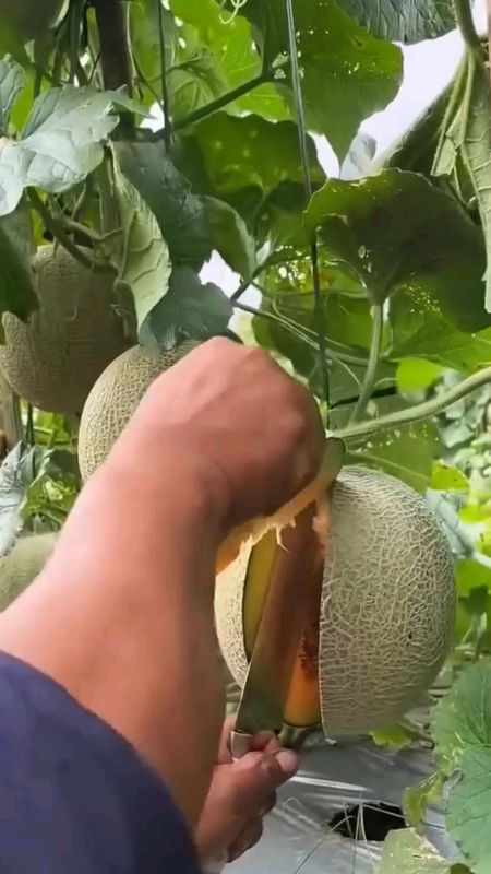 benih melon madu jumbo f1 daging Oren
