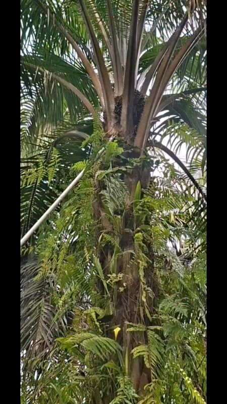 EGREK KLS PALM KING ULTRA LONG ORIGINAL #original #malaysia #klspalmking #AkhirTahunPromo #RacunShopee #fyp #fypdongggggggg