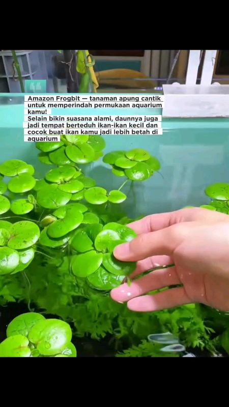 #amazonprogbit #tanamanaquascape