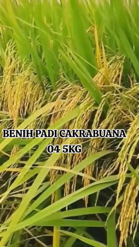 benih padi cakrabuana 04 hasilnya melimpah#padiunggul#benihpadi#benihcakrabuana04#recommended