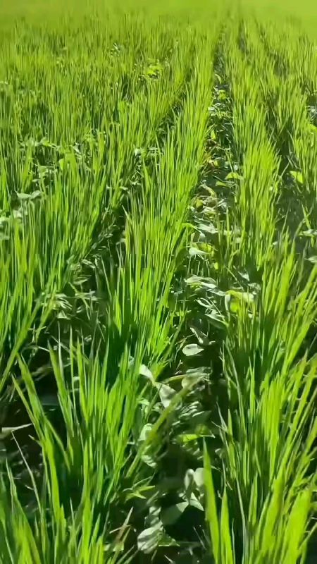 obat semprot padi herpisida#obatrumput #PromoNontStop #ShopeeLook #ShopeeCOD #promoshopee #ViralDiShopeeVideo #RacunShopeeCheck