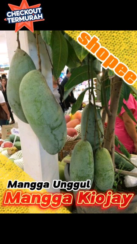 Bibit mangga Kiojay superjumbo cepat berbuah, #bibitmanggakoijaymurah  #manggakoijay #manggakiajoy #bibitmanggakiojay #kiojaythailand