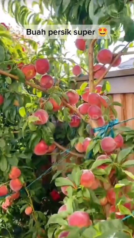 BIBIT BUAH PERSIK SUPER MANIS CEPAT BERBUAH #SpillBawaBerkah