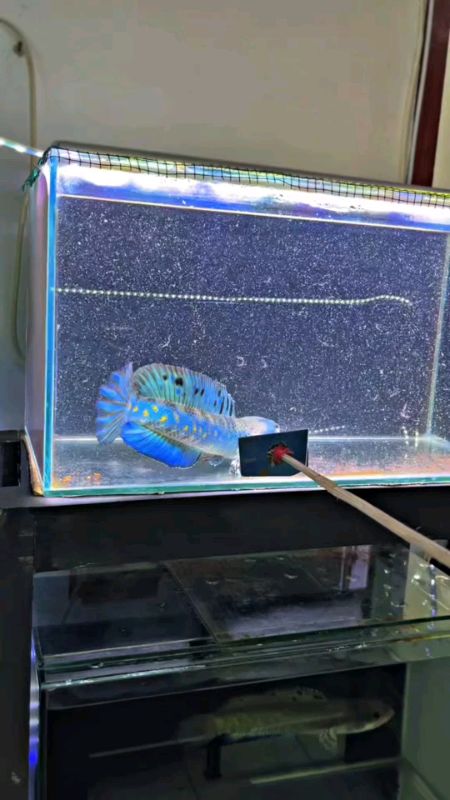 chana blue purca #ikanhias #peliharaanlucu #ikanchanaindonesia #ikanasinmurah