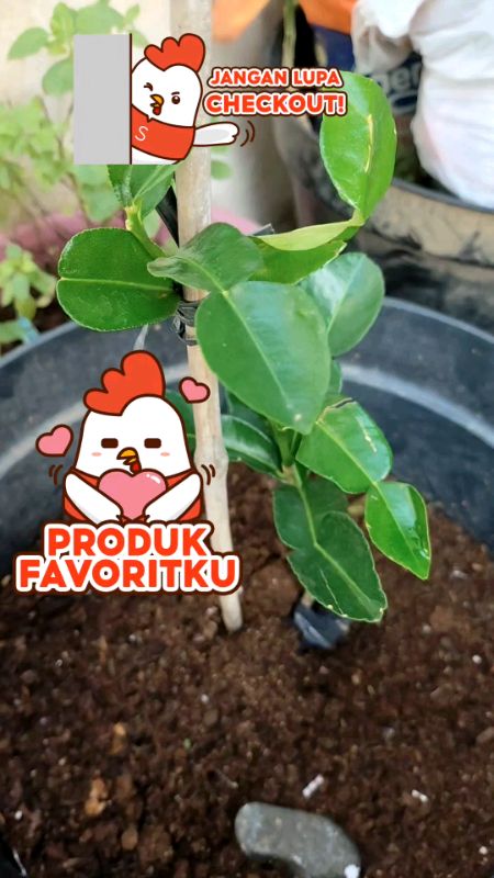#BibitJerukPurutSiapTanam #cekoutsekarang🛍 #GratisOngkirRP0 #fypツ