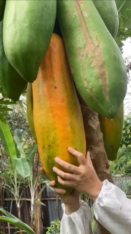 yang mau bibit pepayanya ada di keranjang ya #pepaya #pepayajumbo #bibitpepaya #bibitpepayajumbo #bibitbuah
