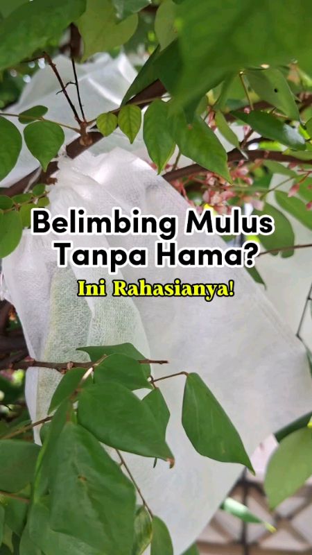 jaring buah buahan #PromoNonStop #TermurahDiShopee #GratisOngkirRP0 #ViralDiShopeeVideo #SpillRacunShopee #jaringbuahbuahan #jaringnylon #jaringhama