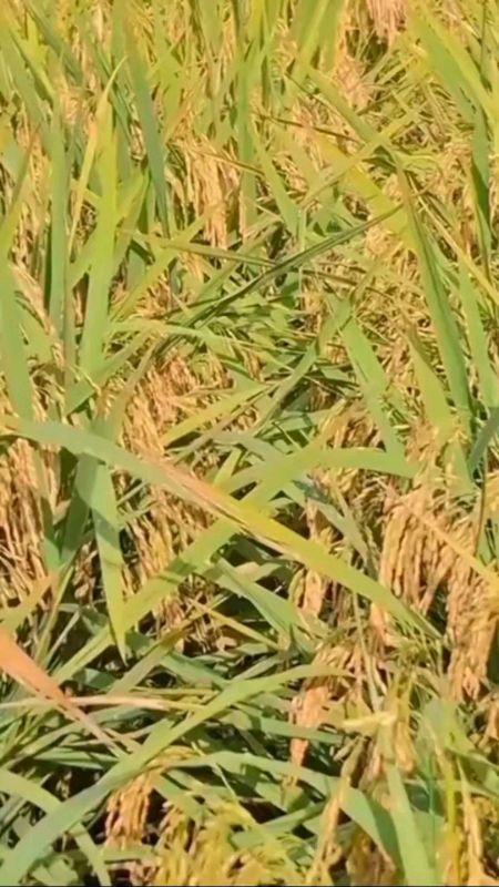 Benih Padi Unggul #cakrabuana04 #padicakrabuana04 #padiunggul #benihunggul #bibitunggul #petaniindonesia #recomended #viral #fyp