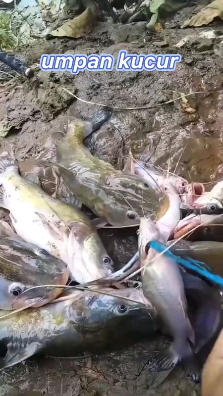 #bismillahfyp #RacunShope #GratisOngkir #ShopeeVideoCreator #bau #Fyp #kucurumpanmancing #kucurbaung #umpankucur #umpanpancingviral #umpan #kucur #cod