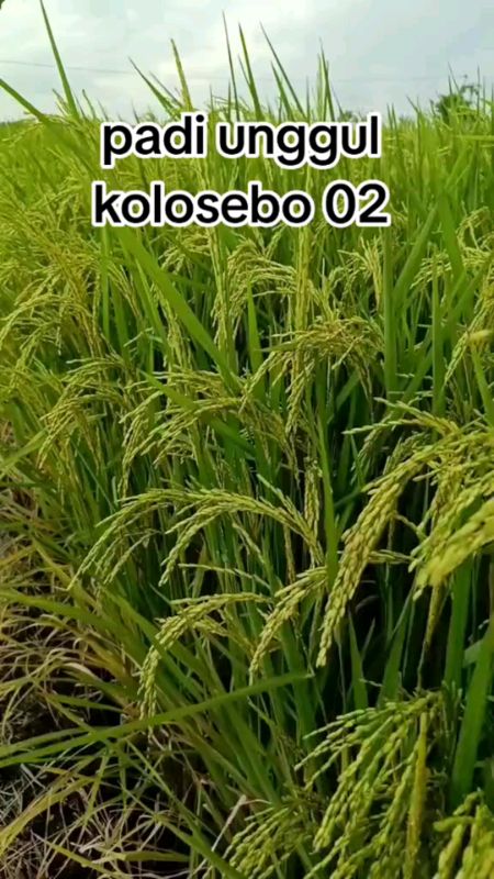 Benih Padi Unggul Kolosebo 02 #benih #benihpadi #benihpadiunggul #benihpadikolosebo #benihpadikolosebo02
