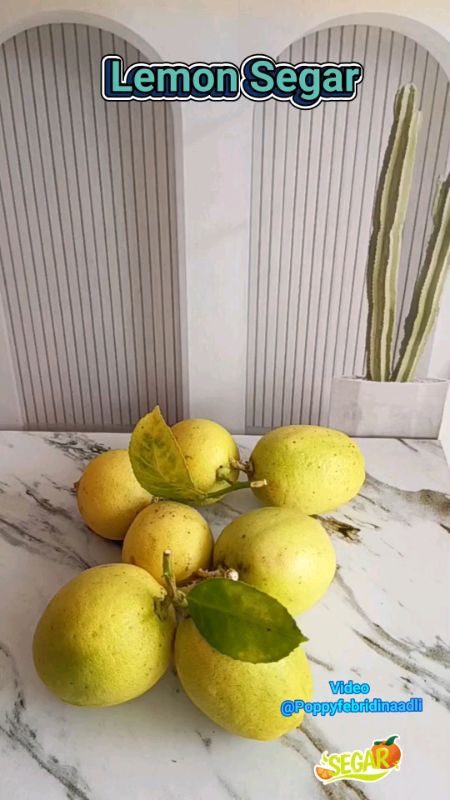 Lemon Segar ✨ #RacunShopee#lemonsegar#SpillBawaBerkah#RacunShopeeLokal#fypshopeevideo
