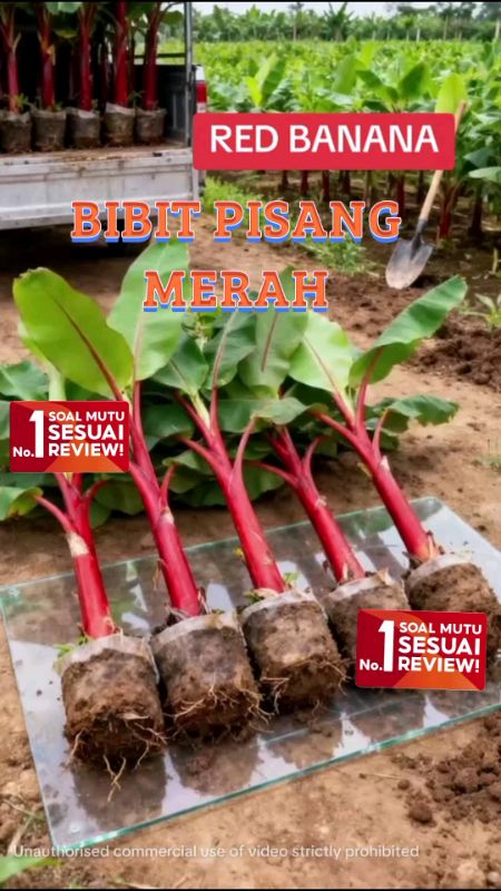 #BIBIT PIASANG MERAH