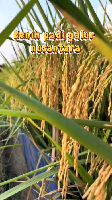 Benih padi galur nusantara #benihpadigalurNusantara #bibitpadigalur #petaniindonesia🇮🇩🇮🇩🇮🇩🌿 #petanimuda #petanipadi #petani #fyp