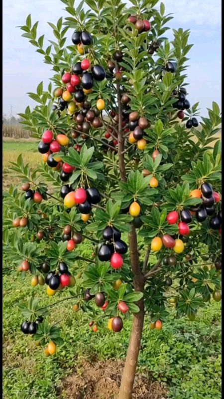 pohon buah jambang #bibit #jamblang