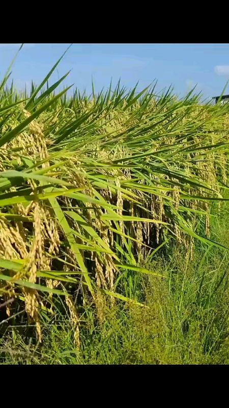 Benih Padi Kolosebo#benihpadi#benihpadikolosebo#petani#padiunggul#petaniindonesia