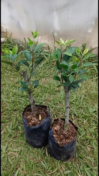 Bibit apel merah madu