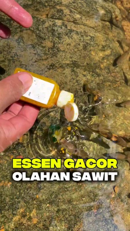 umpan gacor buat umpang pancing yang paling mantap