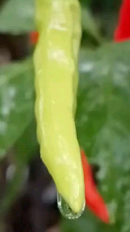 Benih Cabe Unggul#caberawit #cabe #petanicabe #petaniindonesia #tanamcaberawit