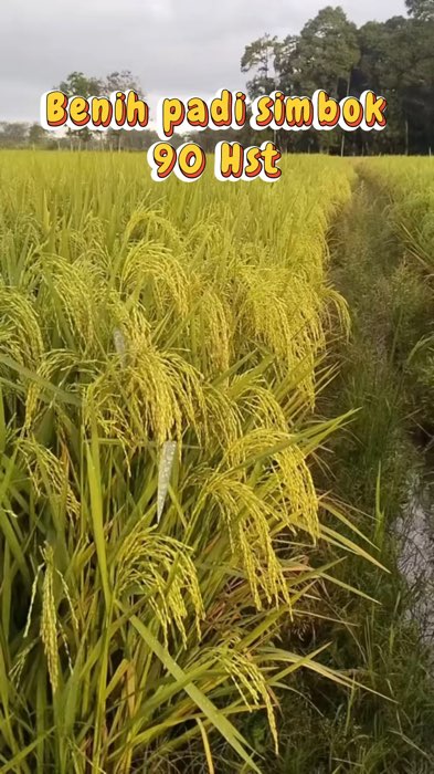 Benih padi simbok super premium #bibitpadisimbokmentes #benihpadisimbokpremium #padisimbokmentes #petanimillenial #petaniindonesia🇮🇩🇮🇩🇮🇩🌿 #fyp