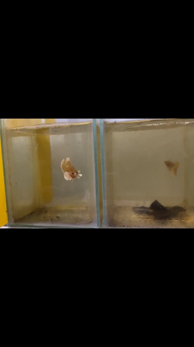 Dumbo ear gold #fypdongggggggg #bettathailand #cupang #bettafish #dumboear