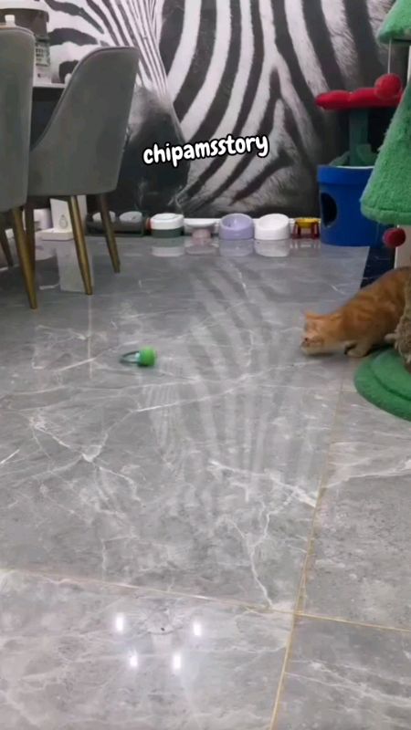 #mainankucing #mainankucingviral #mainankucinglucu #mainankucingmurah #mainankucingbola #mainankucingbolatikus #mainankucinginteraktif #ShopeeCOD