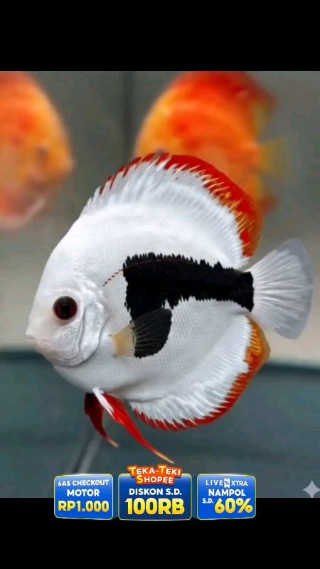 Discus Langka Sih ini 😭 Bagus Bangettt 😭 #discusfish #discusindonesia #discus #GratisOngkirRP0 #murahbanget #murahlebay #Cashback40Persen
