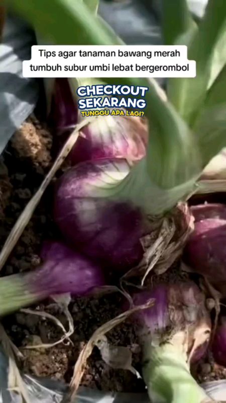 #pupukbawangmerah #pupuktanamanbawangmerah #pupukpelebatbawang #RacunShopee #RacunShopeeCheck #SpillRacunShopee #SpillBawaBerkah #shopeevideo