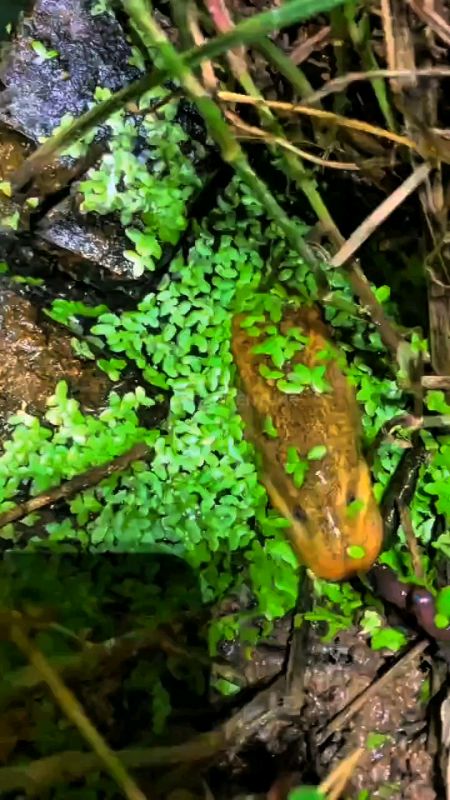 Hampir Tak Terlihat Belutnya Ternyata Ada Di Dalamnya 😱#belutbesar #belut #trending #belutmonster #belutsawah #fyp #viral #fypシ
