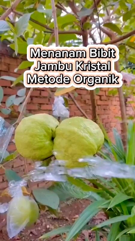 Menanam Bibit Jambu Kristal Metode Organik#bibitjambukristal #jambukristal #bibitjambukristalberbuah