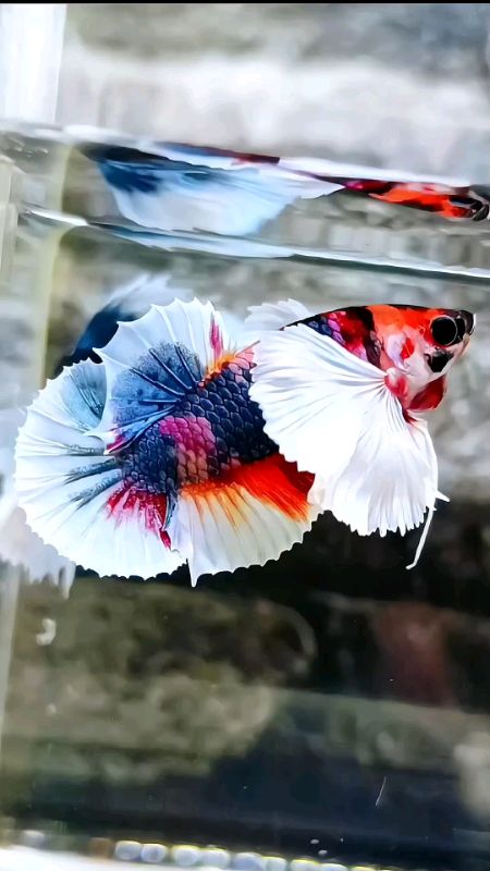 gasken nih di check out 🥳#dumboear #RacunShopee #cupang #bettafish #trending #fyp