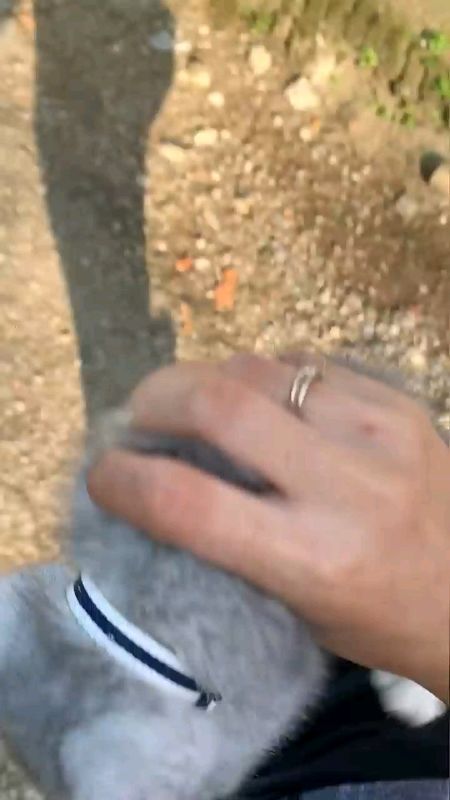 #catlover #catsvideo #catfunnylucu