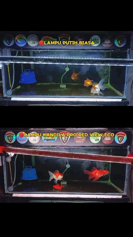 Lampu aquarium Kandila red view eco #kandilaredview #shopeevideo #aquariumikan