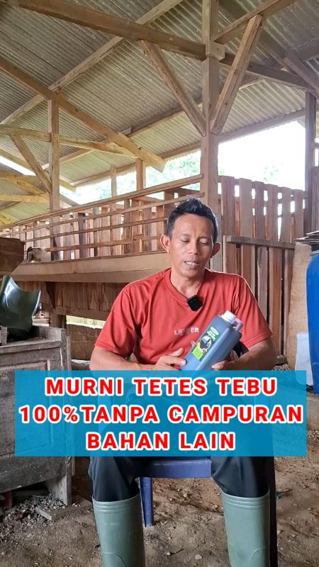 #molase #tetestebu #molasetetestebu #tetestebumurni