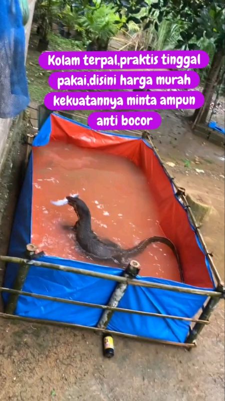Kolam terpal kuat praktis murah#kolamterpal#kolamterpalikan#kolamterpalmurah#terpalkolamikan#RacunShopee#shopeevideo#Diskon50Persen#CODinApa#fyp#fypシ