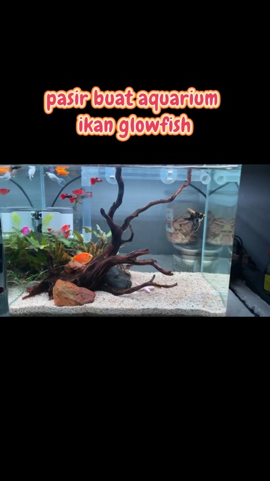 Buat aquarium kamu makin cantik 🥰 #aquarium #ikanhias #glowfish #pasiraquarium #aquascape #fyp #RacunShopee #fyp