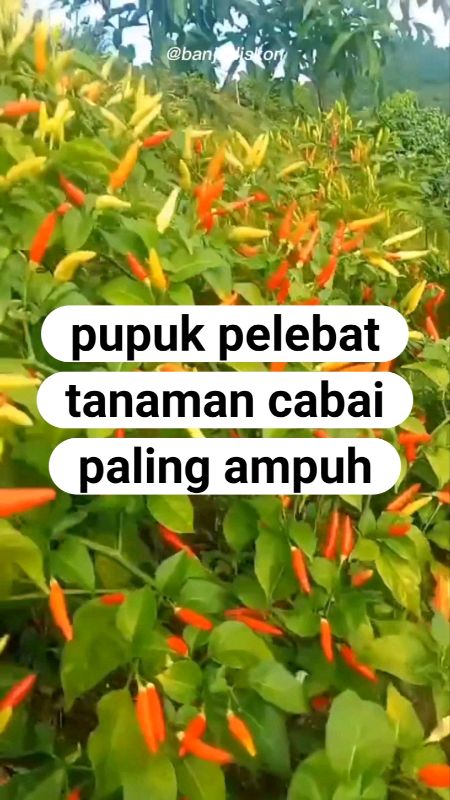 Pelebat tanaman cabai paling recommended #pupukcabai #pupukpelebatcabai #pupukcabaiagarlebat #shopeepetani