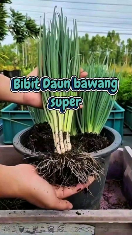Bibit Daun Bawang#bibitdaunbawang #benihdaunbawang #daunbawang #hobiberkebun #shopee