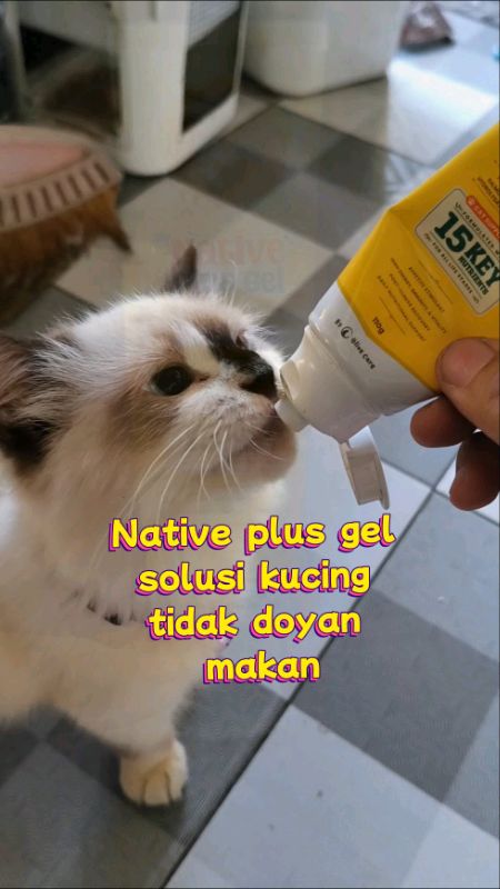 Native plus gel solusi saat kucing nafsu makannya menurun #nativeplus #olivecare #olivecarevitamin #diskonongkirRp0 #RacunShopeeCheck #produkterlaris