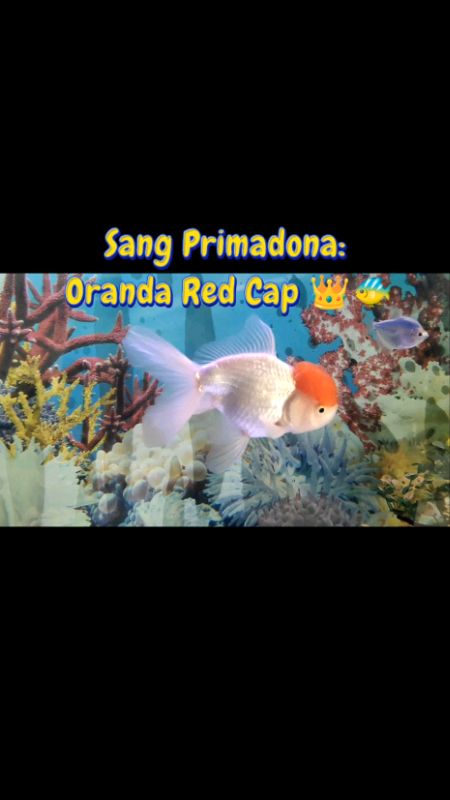 #oranda #orandaredcup #ikanlucu #ikanmaskoki #ikanmaskokioranda #ikanoranda #redcap #redcup #ikanoranda #promo #ikanhias #maskoki #maskokioranda #fyp