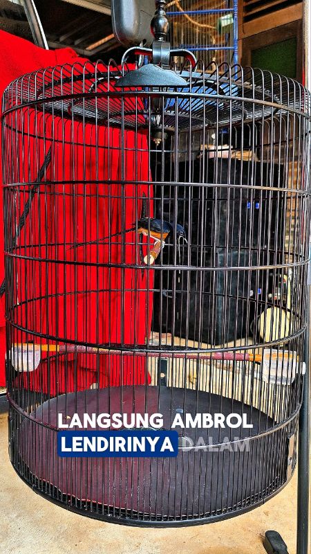 obat gurah burung bubuk muntah lendir sazime #gurahsazime #gurahburungbubuk #gurahburung #gurahandribolang #obatgurahburung