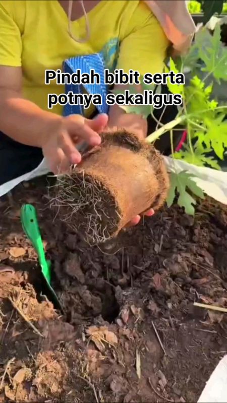 #pot #pottanaman #potbibit #cocopot #potsabutkelapa #bibit #bibittanaman #berkebun #RacunShopee #SpillBawaBerkah #ViralDiShopeeVideo #pottanamanhias